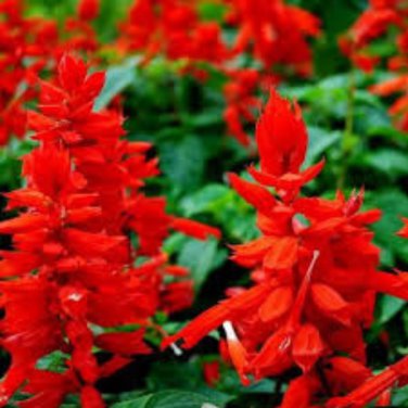 Heirloom Scarlet Sage Short Red Salvia Flower - 30 Seeds