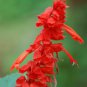 Heirloom Scarlet Sage Short Red Salvia Flower - 30 Seeds