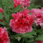 Heirloom 'Shan Hutai' Rose Red Peony Tree Flower - 5 Seeds