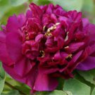 Heirloom 'Shou An Hong' Red Chinese Peony Seedling Flower - 5 Seeds Heirloom 'Shou An Hong' Red Chinese Peony Seedling Flower - 5 Seeds