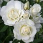 Heirloom Single Petalled White Climbing Rose Flower - 50 Seeds
