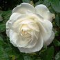 Heirloom Single Petalled White Climbing Rose Flower - 50 Seeds