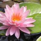 Heirloom Office Desk Small Pink Water Lily -1 Seeds Heirloom Office Desk Small Pink Water Lily -1 Seeds