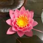Heirloom Office Desk Small Pink Water Lily -1 Seeds