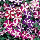 Heirloom Snow White Petunia with Five Purple Stripes Annual Garden Flowers - 200