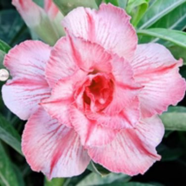 Heirloom 'Somalense' Adenium White Pink Desert Rose - 2 Seeds