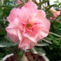 Heirloom 'Somalense' Adenium White Pink Desert Rose - 2 Seeds