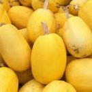 Heirloom Spaghetti Squash Vegetable - 30 Seeds Heirloom Spaghetti Squash Vegetable - 30 Seeds