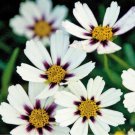 Heirloom Star Cluster Perennial White Purple Coreopsis Flower - 20 Seeds