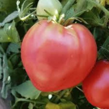 Heirloom 'Strawberry' Tomato - 100 Seeds