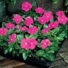 Heirloom Sunstorm Deep Purple Vinca - 10 Seeds Heirloom Sunstorm Deep Purple Vinca - 10 Seeds