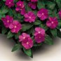 Heirloom Sunstorm Deep Purple Vinca - 10 Seeds