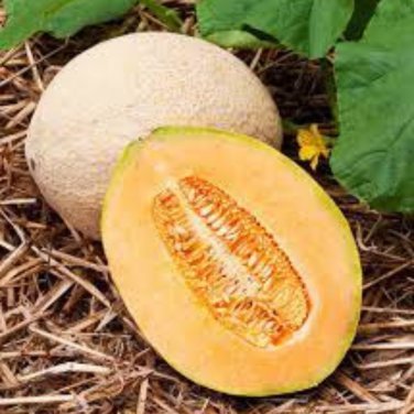 Heirloom Super Big Elizabeth Orange Yellow Sweet Melon Hybrid - 10 Seeds