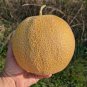 Heirloom Super Big Elizabeth Orange Yellow Sweet Melon Hybrid - 10 Seeds