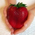 Heirloom Super Giant Japan Red Strawberry Organic - 600 Seeds