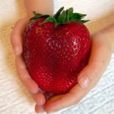 Heirloom Super Giant Japan Red Strawberry Organic - 600 Seeds