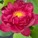 Heirloom Super Red Nelumbo Nucifera Lotus Flower Bonsai - 1 Seeds Heirloom Super Red Nelumbo Nucifera Lotus Flower Bonsai - 1 Seeds