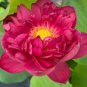 Heirloom Super Red Nelumbo Nucifera Lotus Flower Bonsai - 1 Seeds