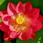 Heirloom Super Red Nelumbo Nucifera Lotus Flower Bonsai - 1 Seeds