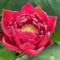 Heirloom Super Red Nelumbo Nucifera Lotus Flower Bonsai - 1 Seeds