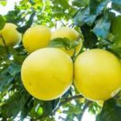 Heirloom Sweet Yellow Grapefruit Citrus maxima Fruit - 10 Seeds Heirloom Sweet Yellow Grapefruit Citrus maxima Fruit - 10 Seeds