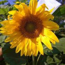 Heirloom Tarahumara Sunflower Seeds, great survival - 20 Seeds