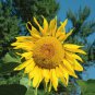 Heirloom Tarahumara Sunflower Seeds, great survival - 20 Seeds