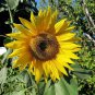 Heirloom Tarahumara Sunflower Seeds, great survival - 20 Seeds