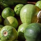 Heirloom Tatume Summer Squash Vegetables Organic - 10 Seeds