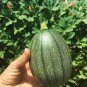 Heirloom Tatume Summer Squash Vegetables Organic - 10 Seeds