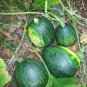 Heirloom Tatume Summer Squash Vegetables Organic - 10 Seeds