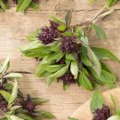 Heirloom Thai Siam Queen Basil - 20 Seeds