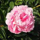 Heirloom 'Tou guan' Pink Peony Shrub - 5 Seeds Heirloom 'Tou guan' Pink Peony Shrub - 5 Seeds