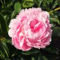 Heirloom 'Tou guan' Pink Peony Shrub - 5 Seeds