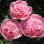 Heirloom 'Tou guan' Pink Peony Shrub - 5 Seeds