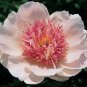 Heirloom 'Tou guan' Pink Peony Shrub - 5 Seeds