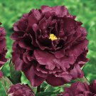 Heirloom Tree-headed Dark Red Peony Shrub Flower - 5 Seeds Heirloom Tree-headed Dark Red Peony Shrub Flower - 5 Seeds