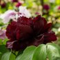 Heirloom Tree-headed Dark Red Peony Shrub Flower - 5 Seeds