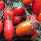 Heirloom Ukraine Kibits Tomato - 50 Seeds