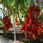 Heirloom Ukraine Kibits Tomato - 50 Seeds
