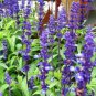 Heirloom Victoria Salvia farinacea Sage Perennial Flower - 30 Seeds