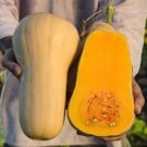Heirloom Waltham Butternut White Winter Squash-  10 Seeds