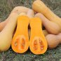 Heirloom Waltham Butternut White Winter Squash - 10 Seeds