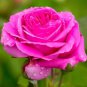 Heirloom Water Pink European Rose Flowers - 20 Seeds