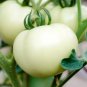 Heirloom White Cherry Tomato Organic Fresh Fruit Vegetables - 100 Seeds