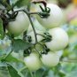 Heirloom White Cherry Tomato Organic Fresh Fruit Vegetables - 100 Seeds