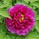 Heirloom White Dark Red Tree Peony Flower - 5 Seeds Heirloom White Dark Red Tree Peony Flower - 5 Seeds
