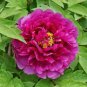 Heirloom White Dark Red Tree Peony Flower - 5 Seeds