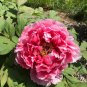 Heirloom White Dark Red Tree Peony Flower - 5 Seeds
