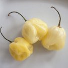 Heirloom White Hot Pepper - 20 Seeds